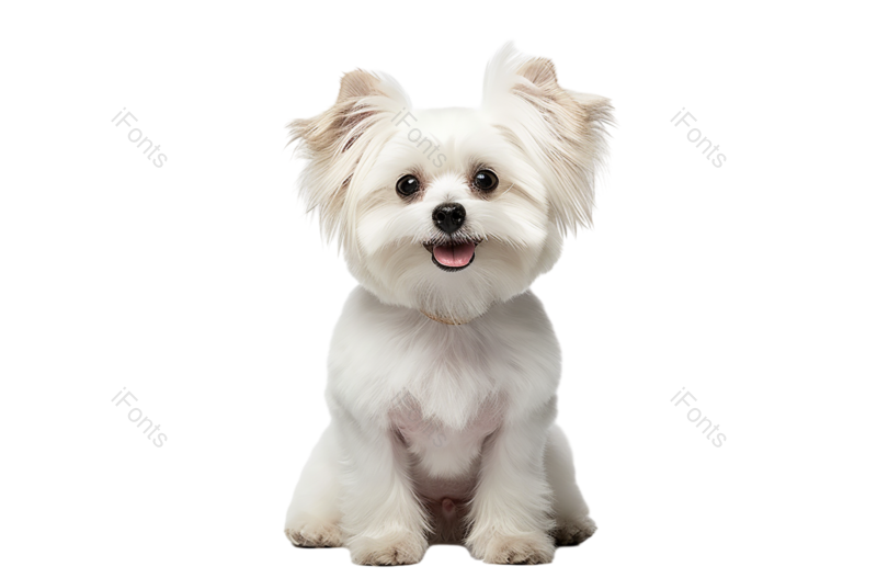 元素图片,摄影元素,宠物PNG,家庭免抠素材